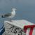 Galeriebild 2