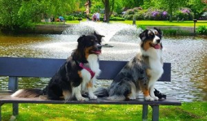 Bild: Fewo-Haus- Arnolde Nordsee Ostfriesl. EingezGarten, Rolliger. Senioren Hund